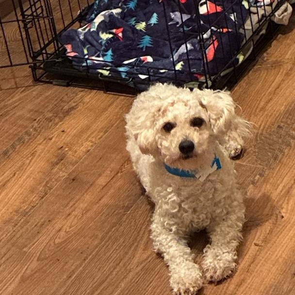 Enlarge Bruno, a Adoptable mixed breed in TITUSVILLE, FL image 4/5