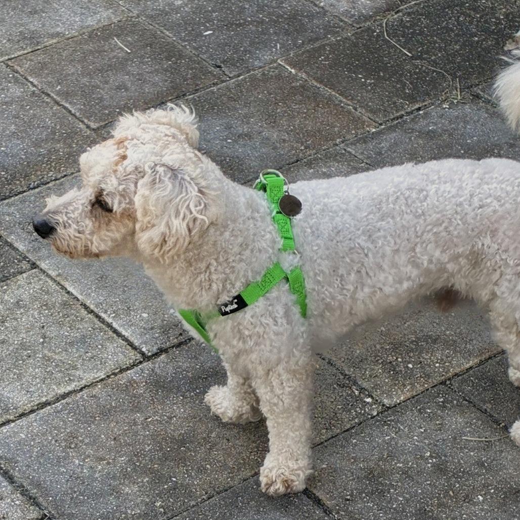 Enlarge Bruno, a Adoptable mixed breed in TITUSVILLE, FL image 5/5