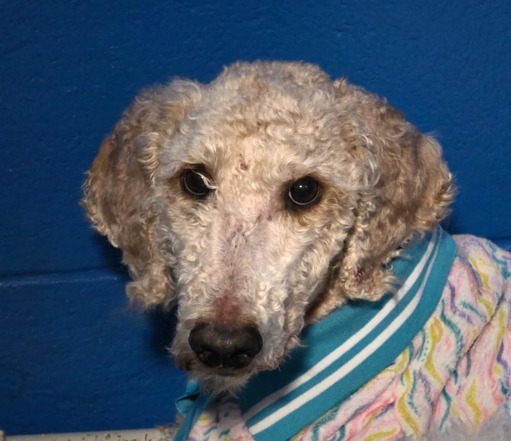Enlarge Layla, a Adoptable Poodle in Gold Beach, OR image 1/1