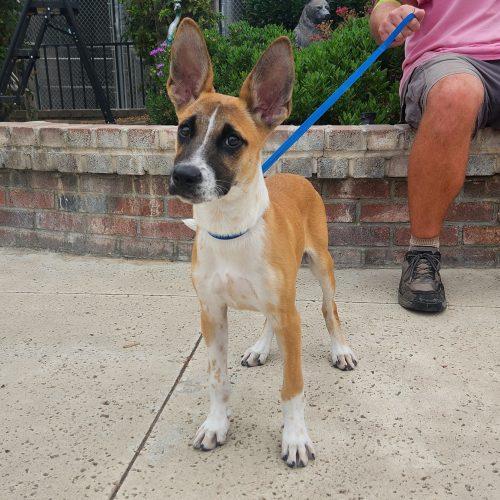 Enlarge Goose, a Adoptable mixed breed in Lathrop, CA image 1/5