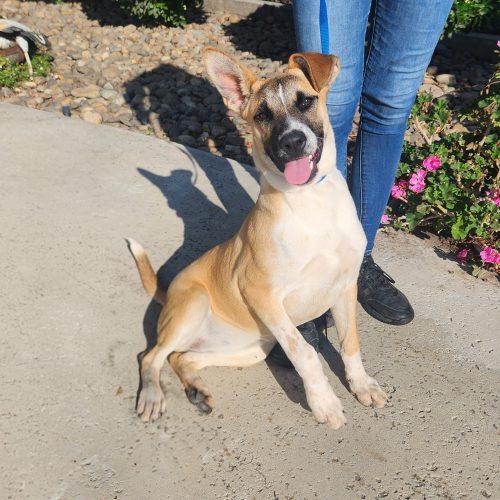 Enlarge Goose, a Adoptable mixed breed in Lathrop, CA image 2/5