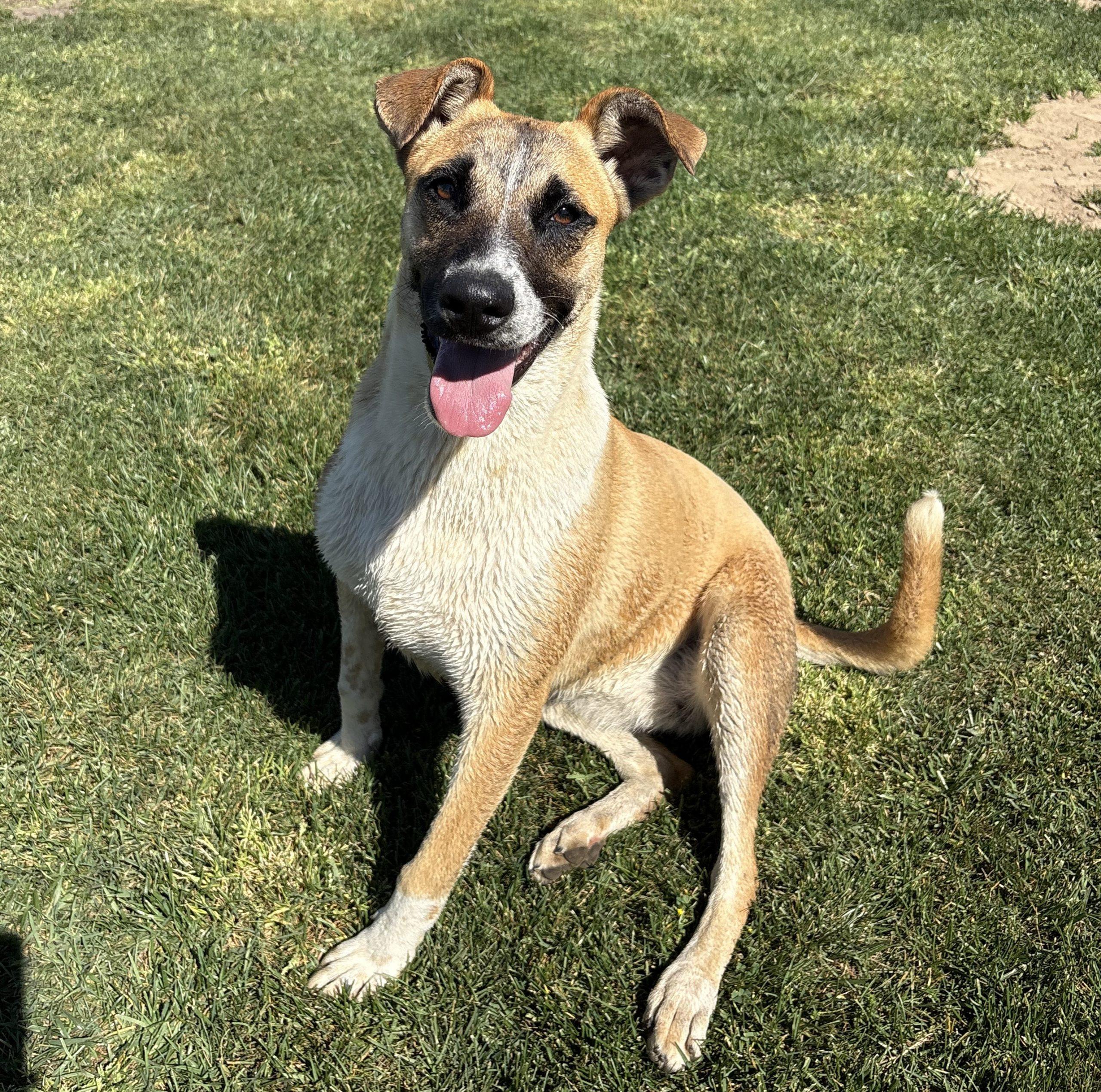 Enlarge Goose, a Adoptable mixed breed in Lathrop, CA image 3/6