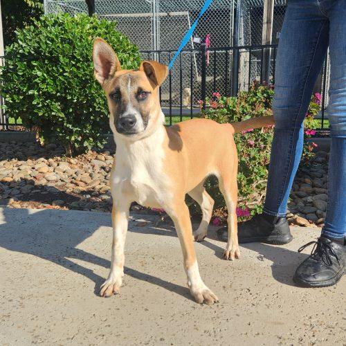 Enlarge Goose, a Adoptable mixed breed in Lathrop, CA image 3/5