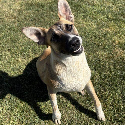 Enlarge Goose, a Adoptable mixed breed in Lathrop, CA image 4/5