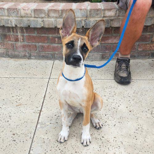 Enlarge Goose, a Adoptable mixed breed in Lathrop, CA image 4/5