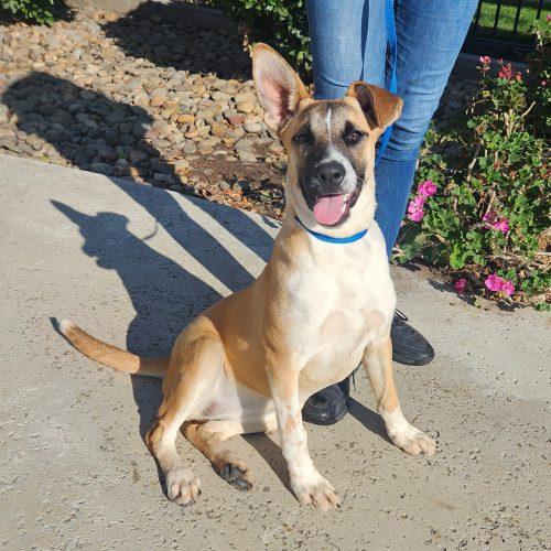 Enlarge Goose, a Adoptable mixed breed in Lathrop, CA image 5/5