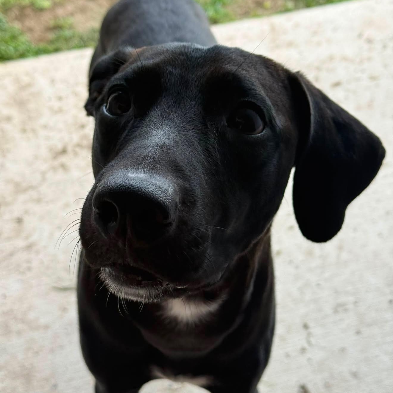 Enlarge Magnus, a Adoptable mixed breed in Short Hills, NJ image 6/6