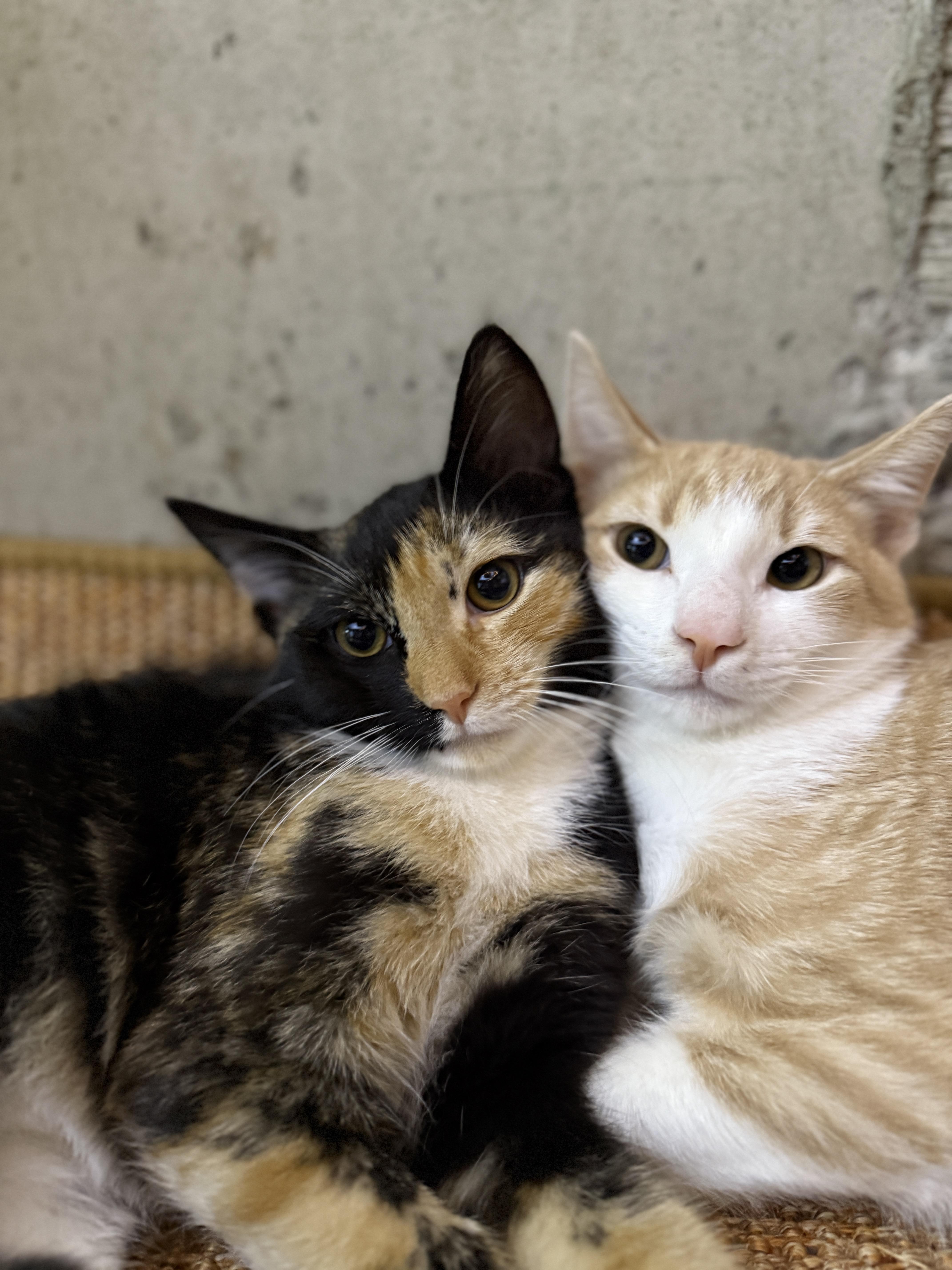 Callie, an adopted Torbie in Schenectady, NY image 2/4