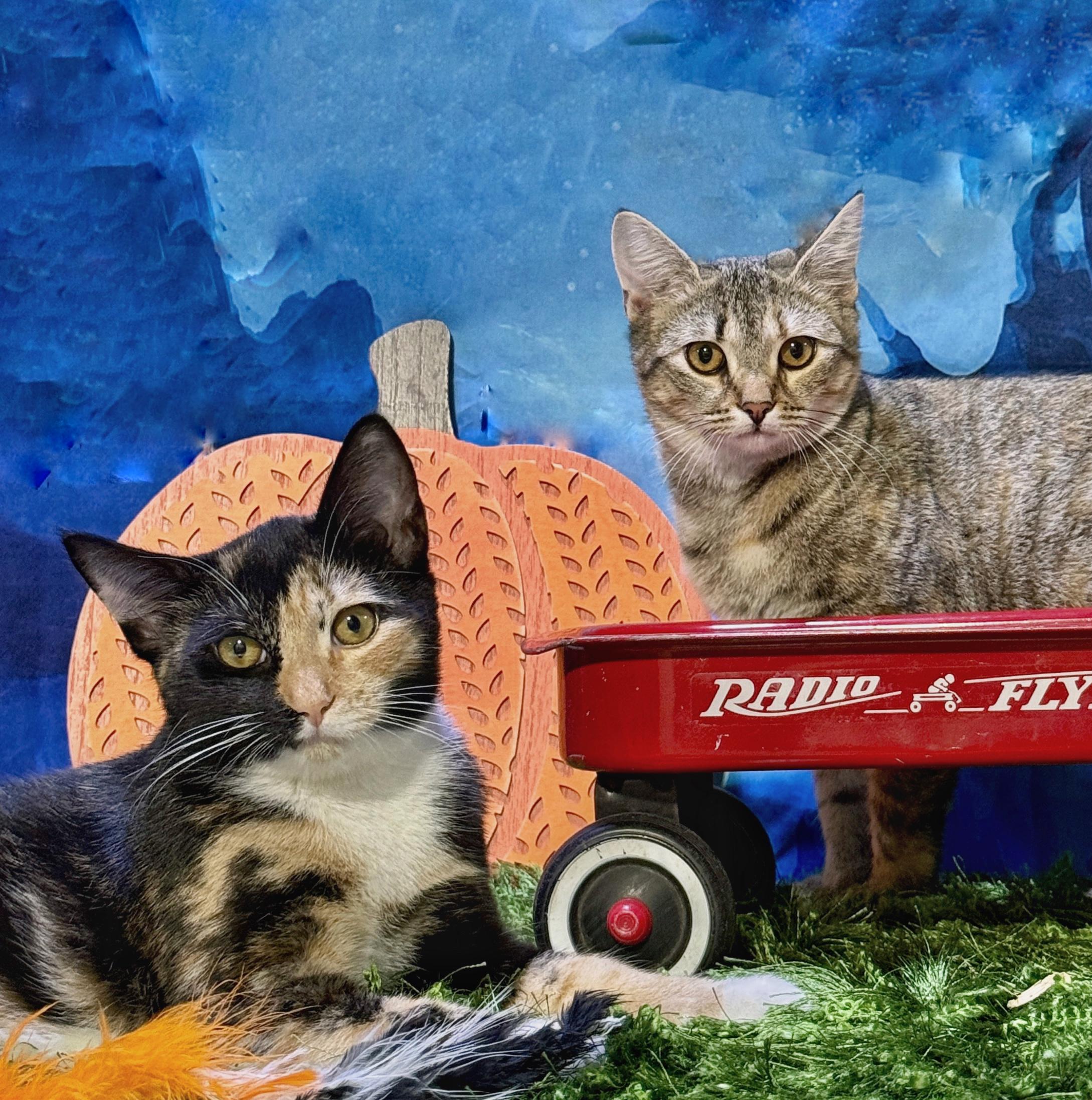 Callie, an adopted Torbie in Schenectady, NY image 3/4