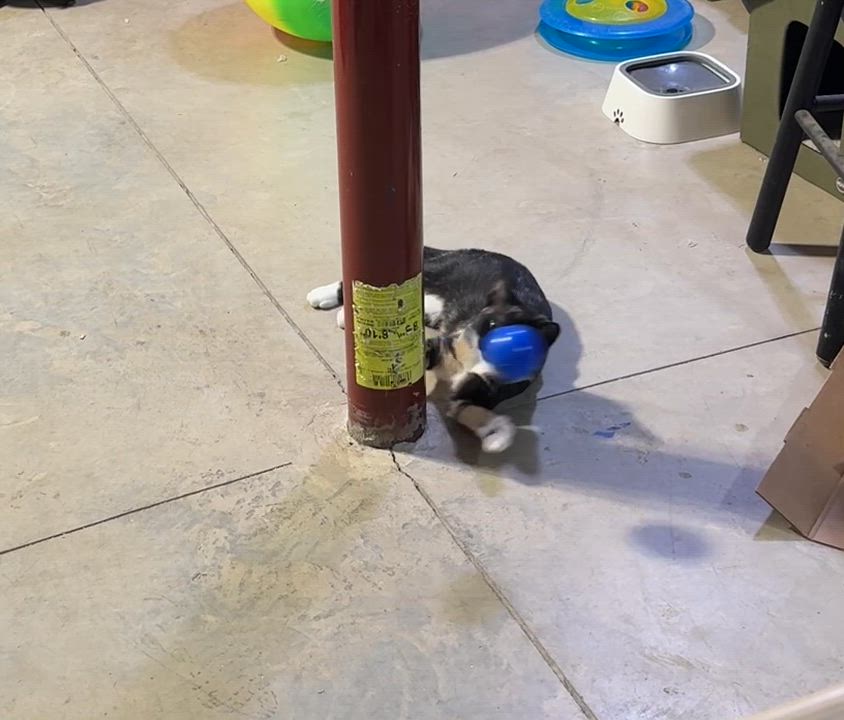 Enlarge Callie, an adopted Torbie in Schenectady, NY video 4/4