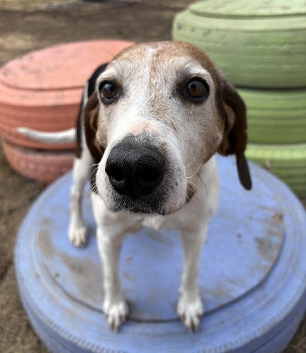 Thelma, Adoptable, Senior Female Treeing Walker Coonhound.