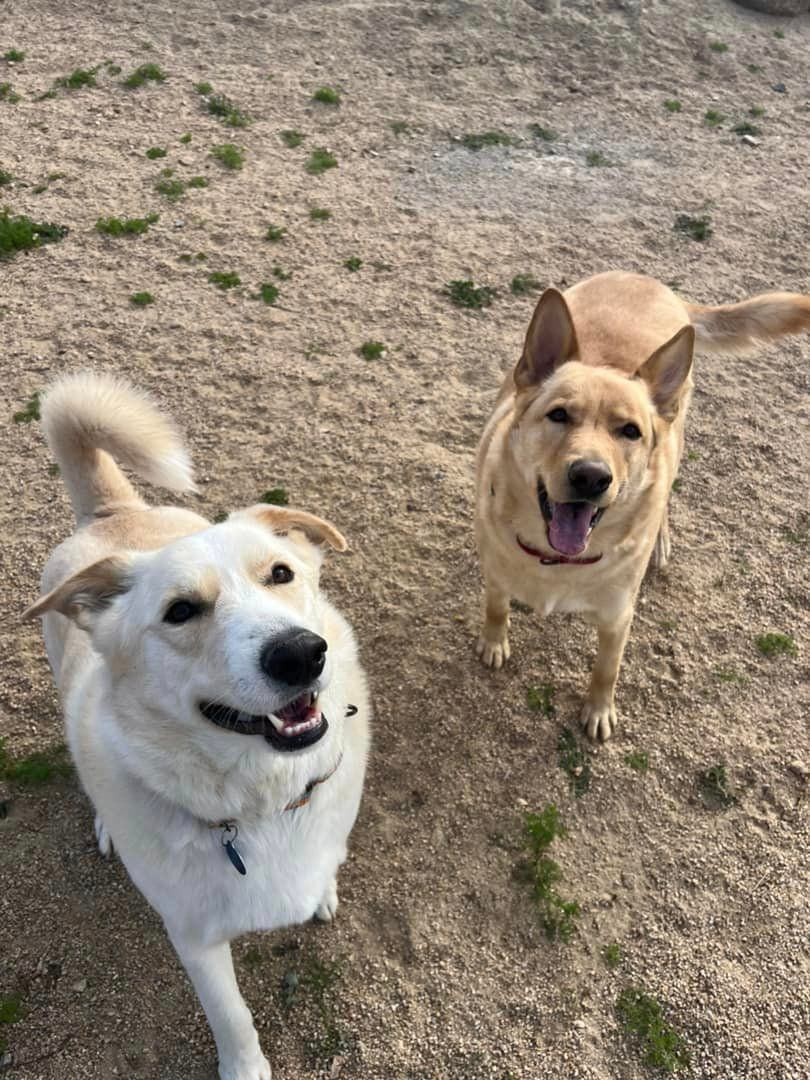 Marshall (white), a Adoptable German Shepherd Dog in Glendale, AZ image 2/6
