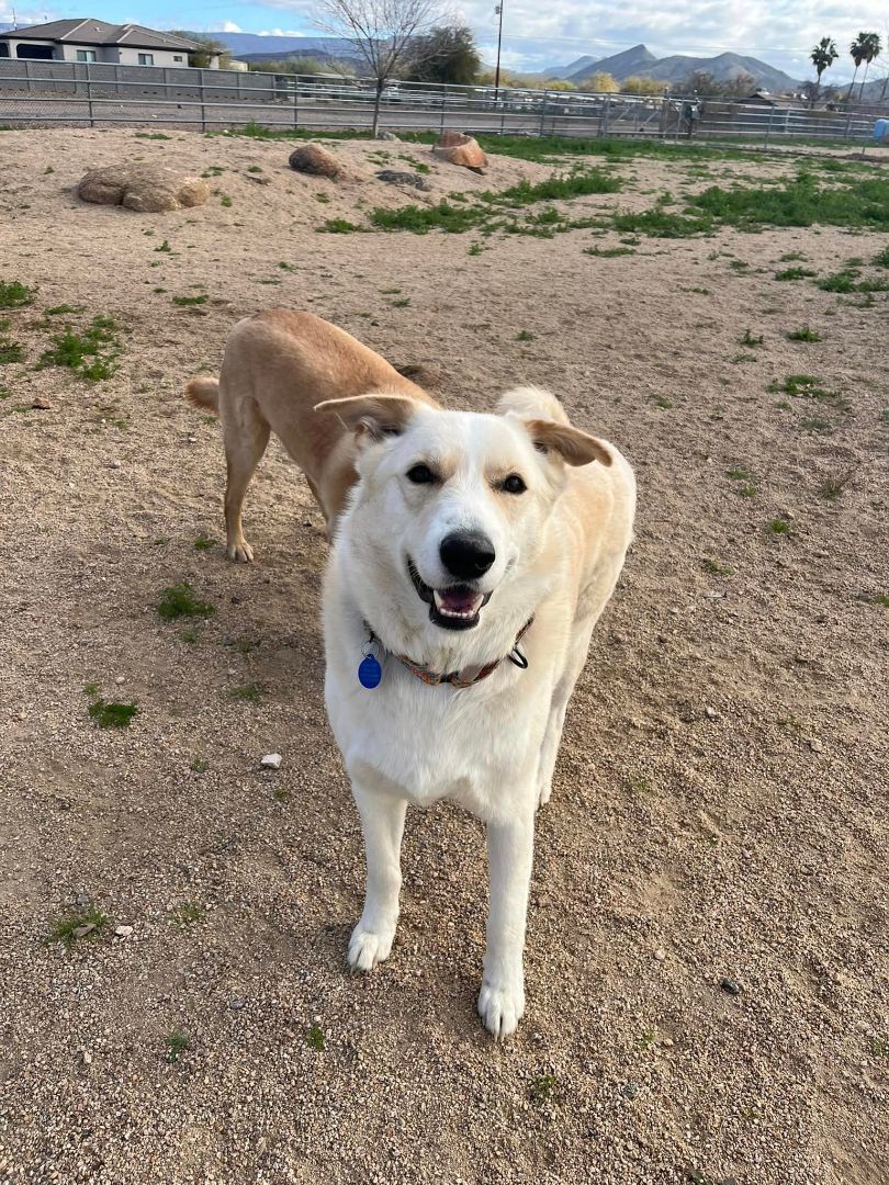 Marshall (white), a Adoptable German Shepherd Dog in Glendale, AZ image 4/6