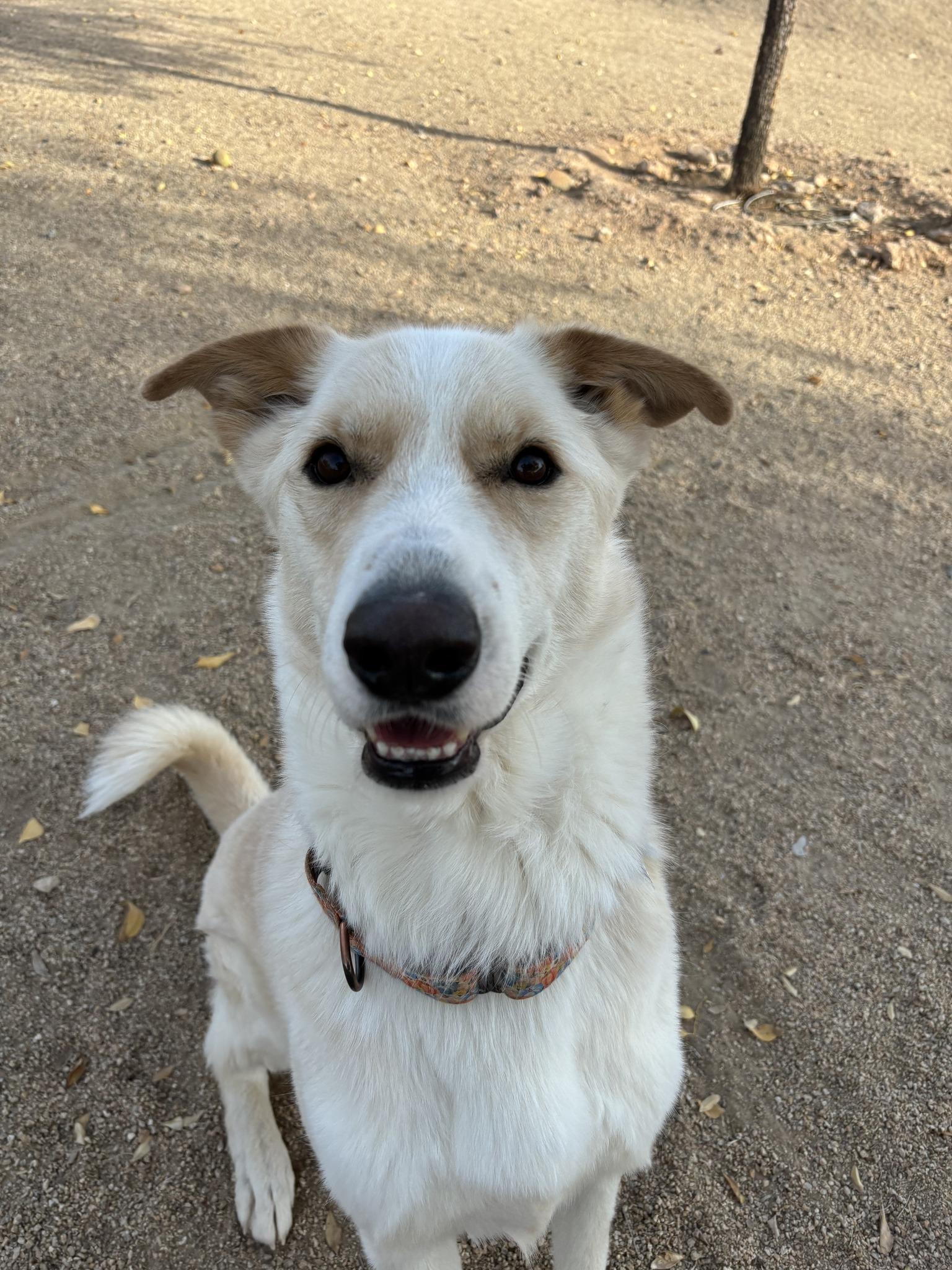 Marshall (white), a Adoptable German Shepherd Dog in Glendale, AZ image 5/6