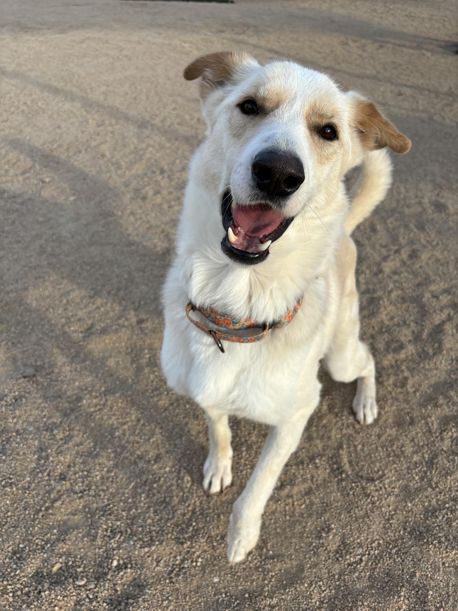 Marshall (white), a Adoptable German Shepherd Dog in Glendale, AZ image 3/6