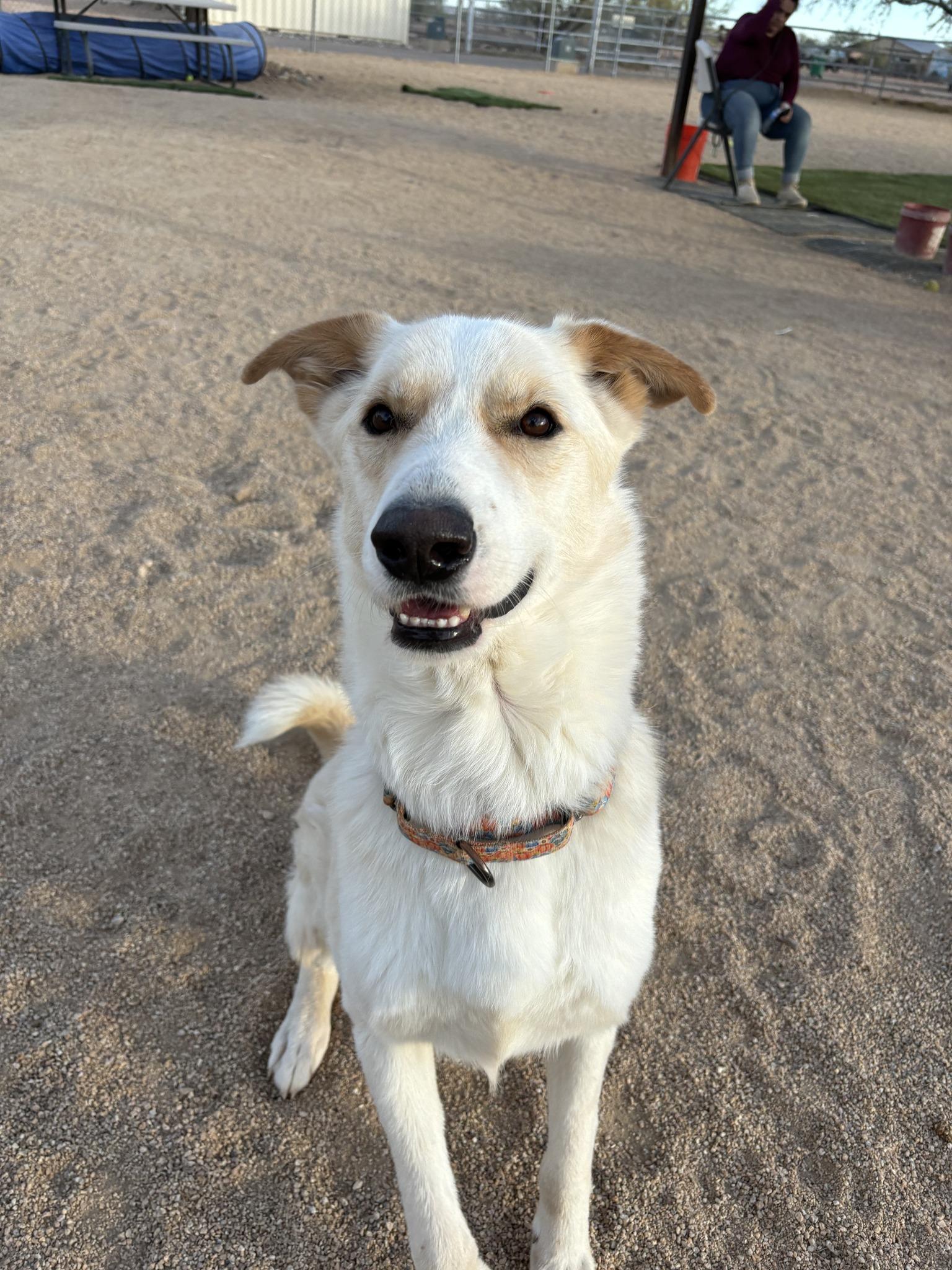 Marshall (white), Adoptable, Young Male German Shepherd Dog.