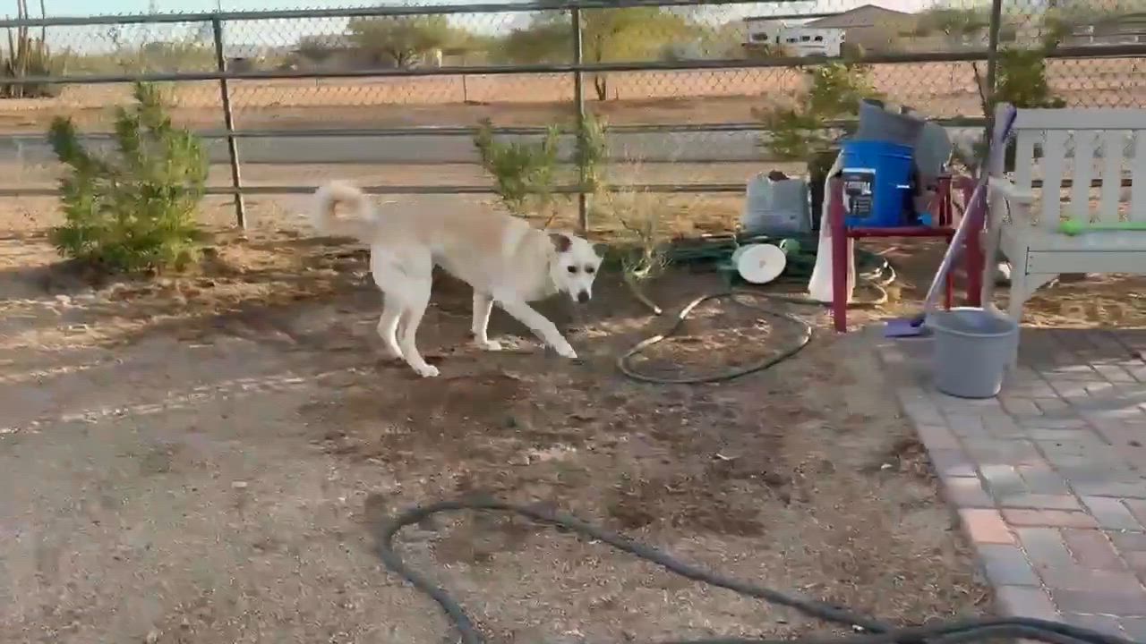 Enlarge Marshall (white), a Adoptable German Shepherd Dog in Glendale, AZ video 6/6