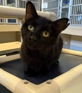 Enlarge Candyland, a Adoptable Domestic Short Hair in Mason City, IA image 1/1