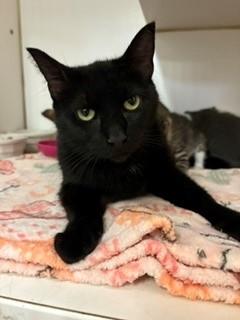 Enlarge Candyland, a ADOPTABLE Domestic Short Hair in Mason City, IA image 1/1