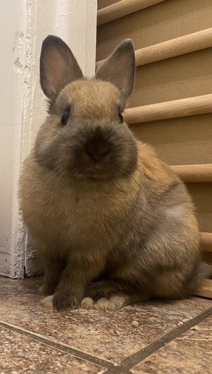 Endor, Adoptable, Baby Female Bunny Rabbit & Bunny Rabbit.
