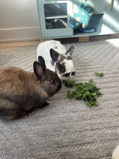 Enlarge Endor, a Adoptable mixed breed in Montreal, QC image 2/3