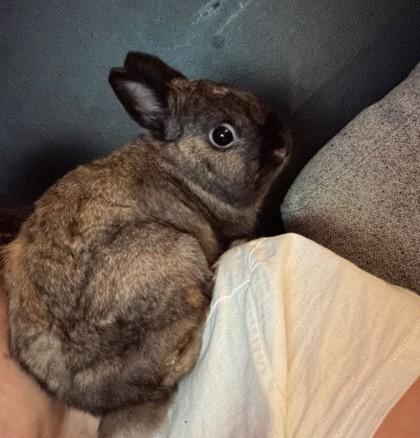 Enlarge Endor, a Adoptable mixed breed in Montreal, QC image 3/3