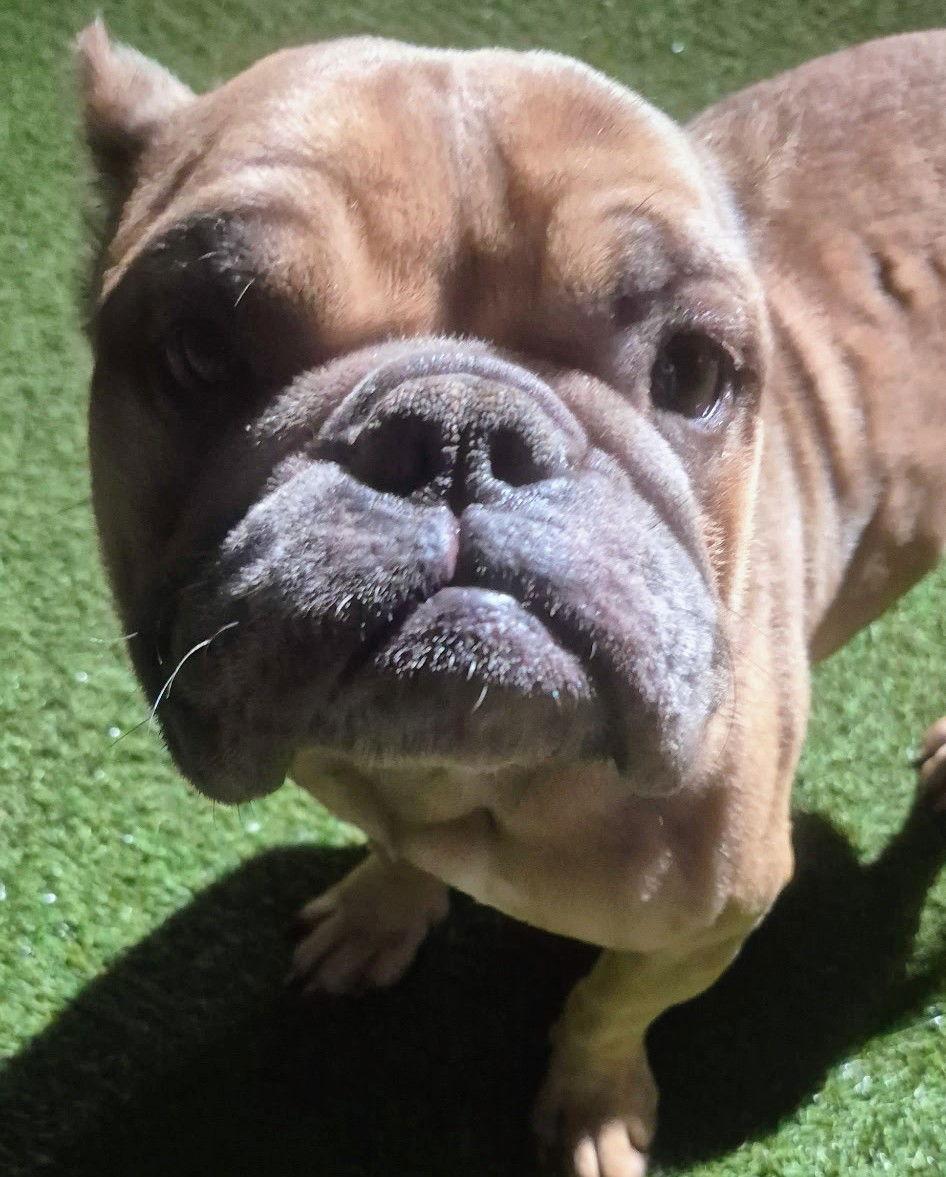 Passion, Adopted, Adult Female French Bulldog & English Bulldog.