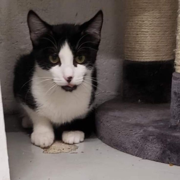 Rocky, a Adoptable Domestic Short Hair in West Palm Beach, FL image 6/6