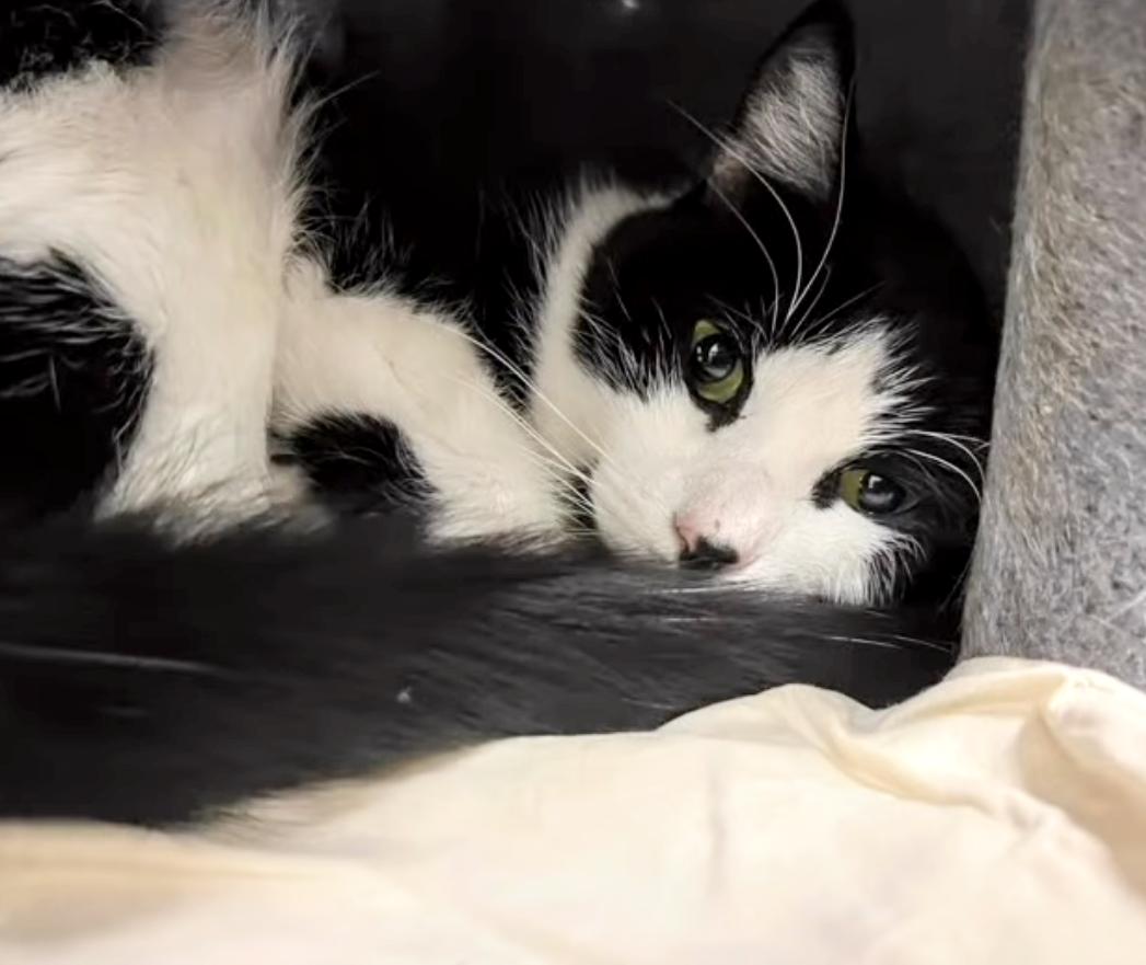 Rocky, a Adoptable Domestic Short Hair in West Palm Beach, FL image 3/6