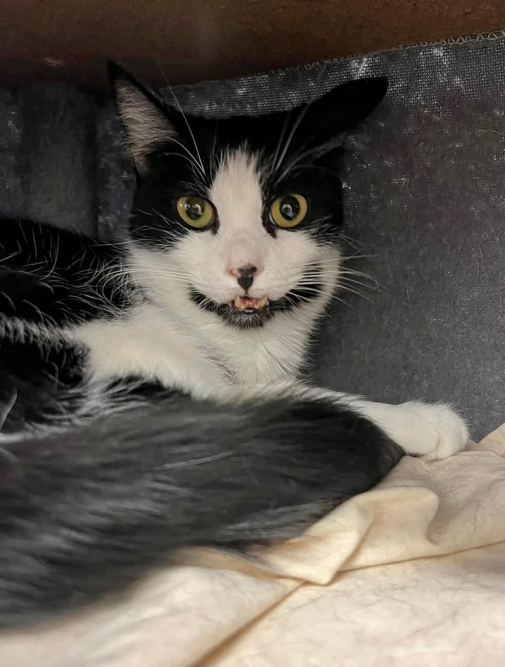 Rocky, a Adoptable Domestic Short Hair in West Palm Beach, FL image 5/6