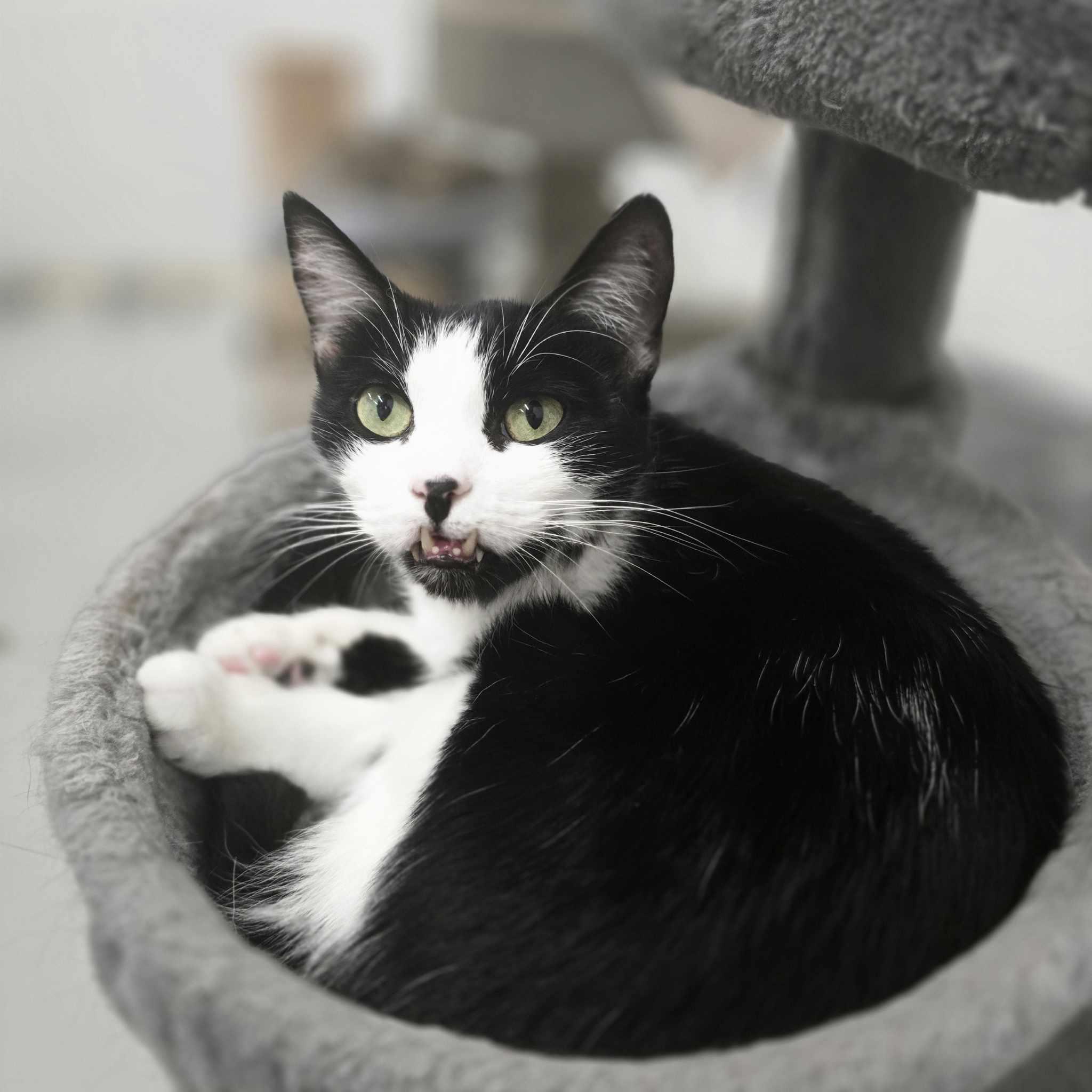 Rocky, Adoptable, Adult Male Domestic Short Hair.