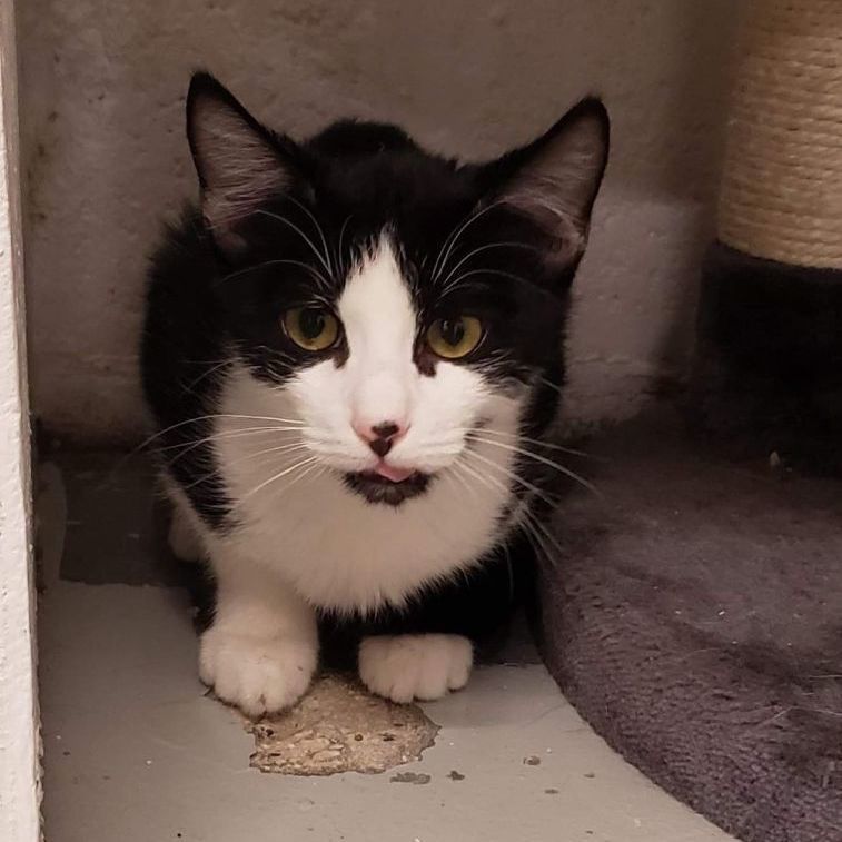 Rocky, a Adoptable Domestic Short Hair in West Palm Beach, FL image 4/6