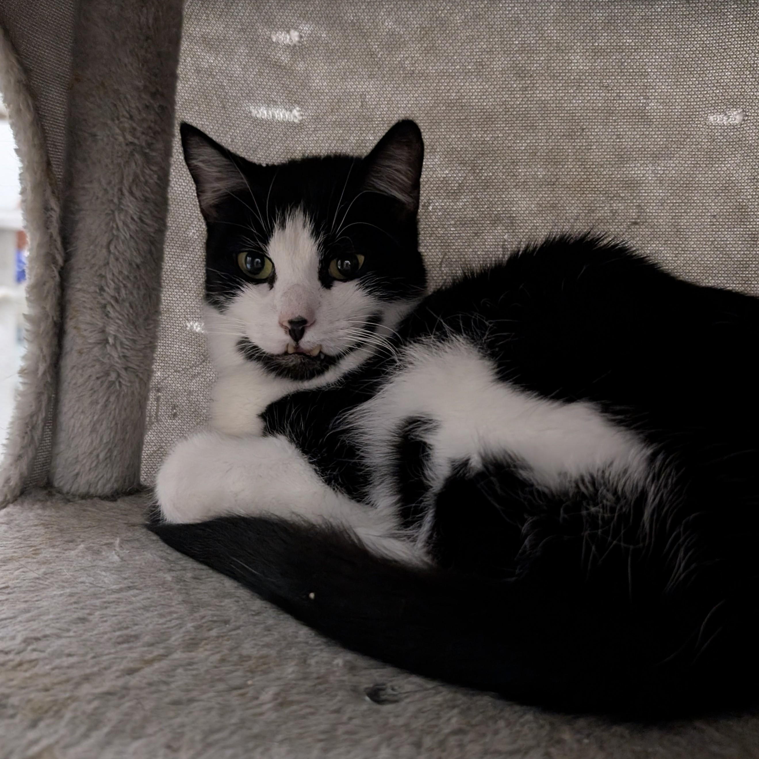 Rocky, a Adoptable Domestic Short Hair in West Palm Beach, FL image 2/6