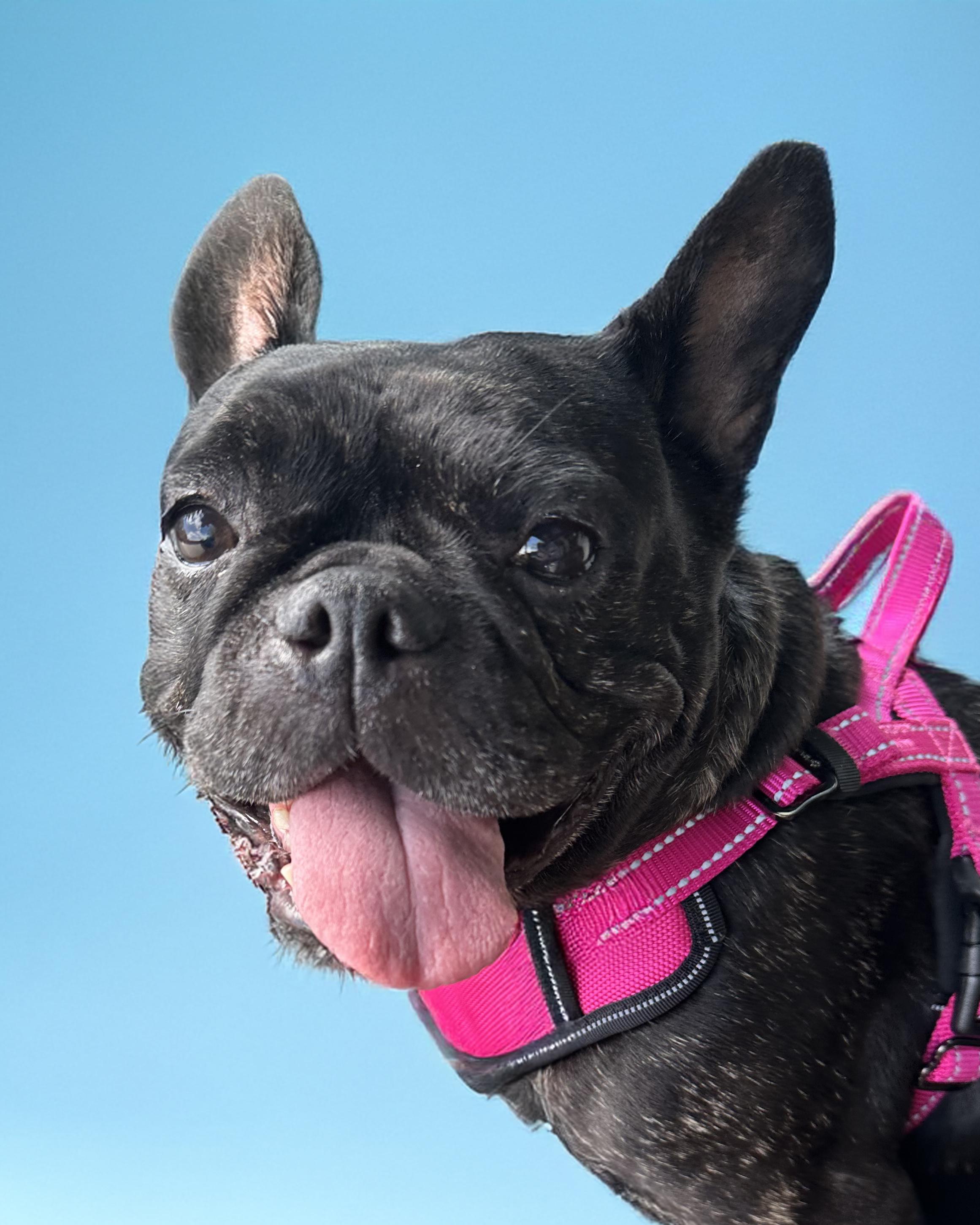 Caroline, Adoptable, Adult Female French Bulldog.