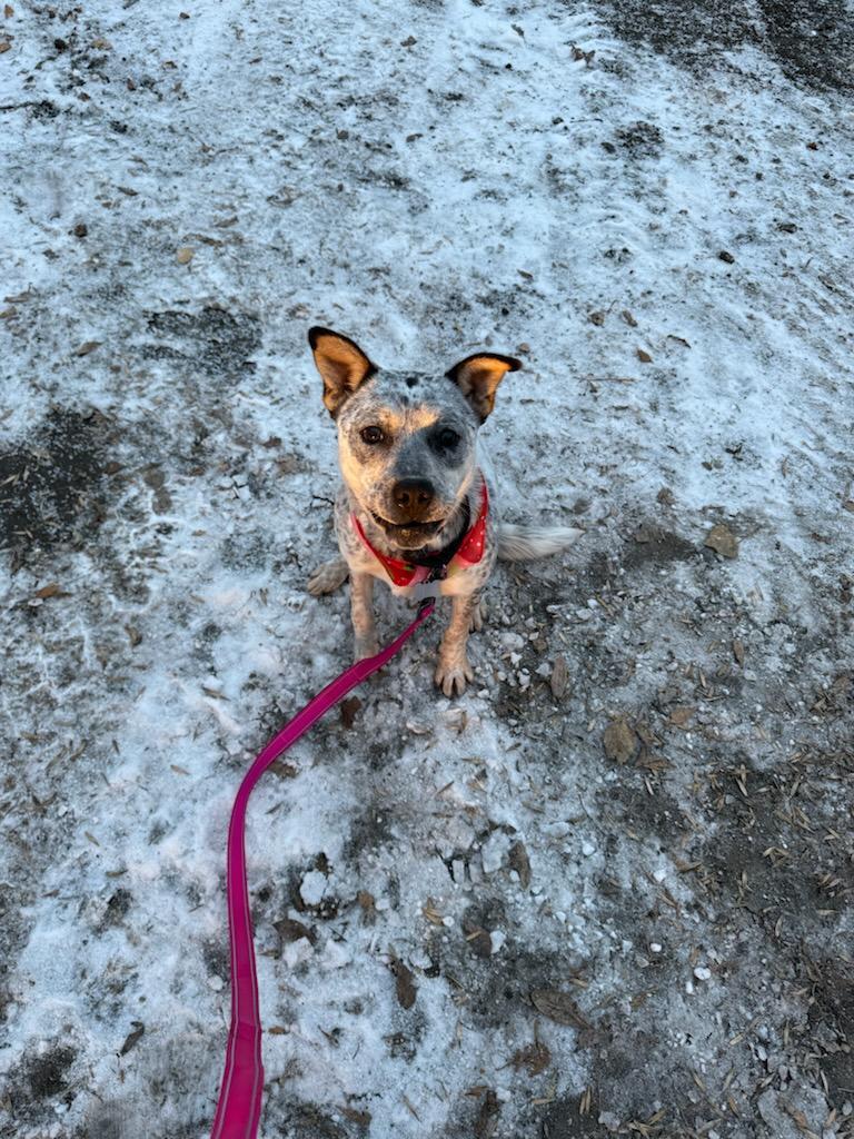 Bunny, ADOPTABLE, Adult Female Australian Cattle Dog / Blue Heeler & Pit Bull Terrier.