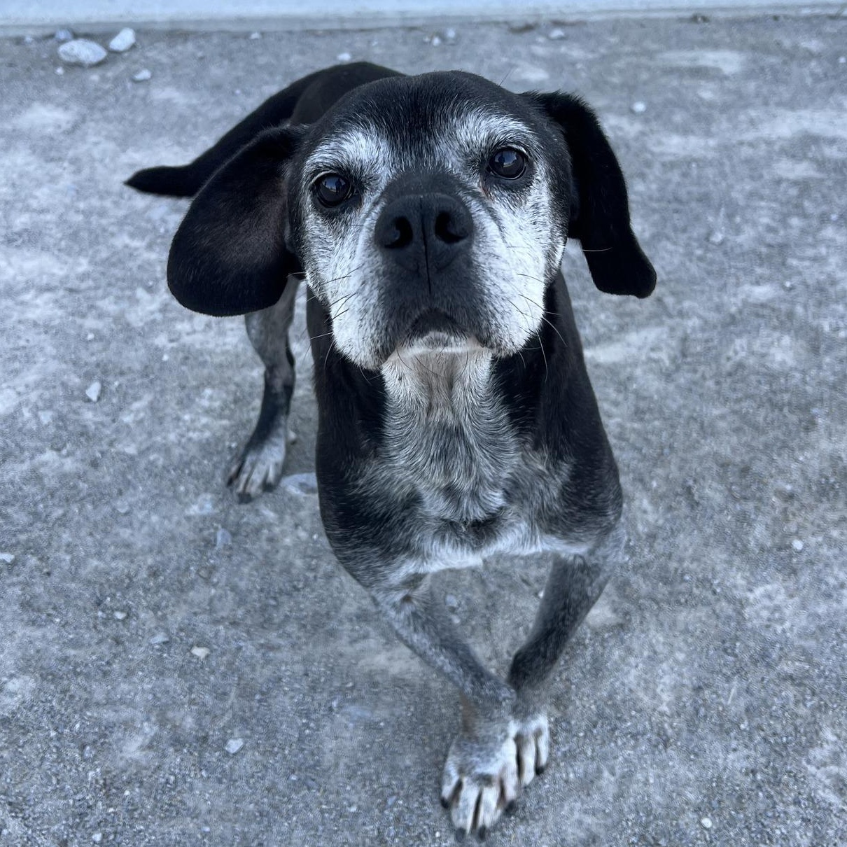 Enlarge Walter (Wally), a Adopted Beagle in Monon, IN image 1/4