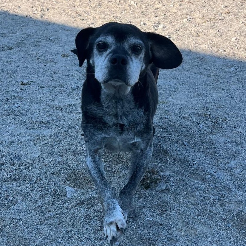Enlarge Walter (Wally), a Adopted Beagle in Monon, IN image 2/4