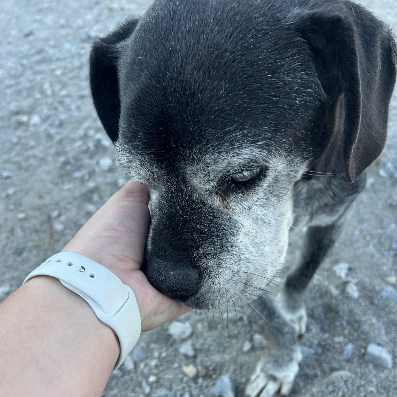 Enlarge Walter (Wally), a Adopted Beagle in Monon, IN image 3/4