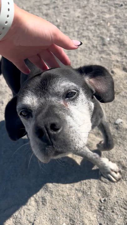 Enlarge Walter (Wally), a Adopted Beagle in Monon, IN video 4/4