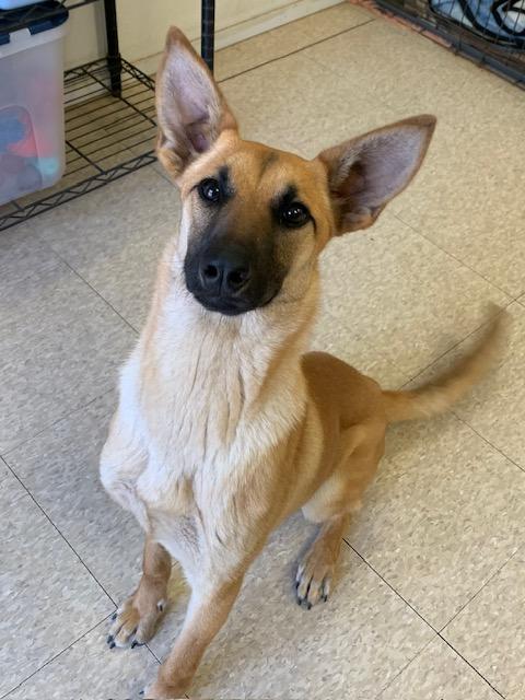 Princess, a Adoptable mixed breed in Fair Oaks Ranch, TX image 1/5