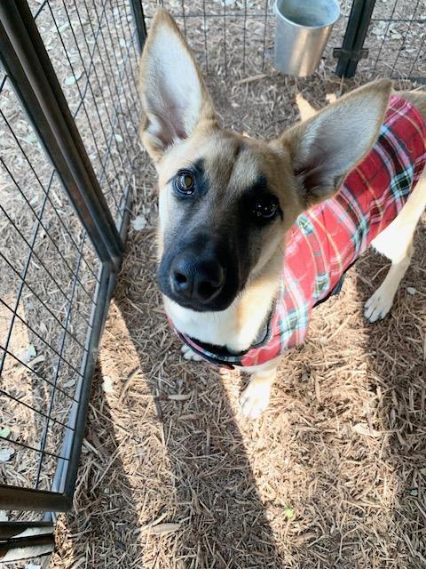 Princess, a Adoptable mixed breed in Fair Oaks Ranch, TX image 4/5