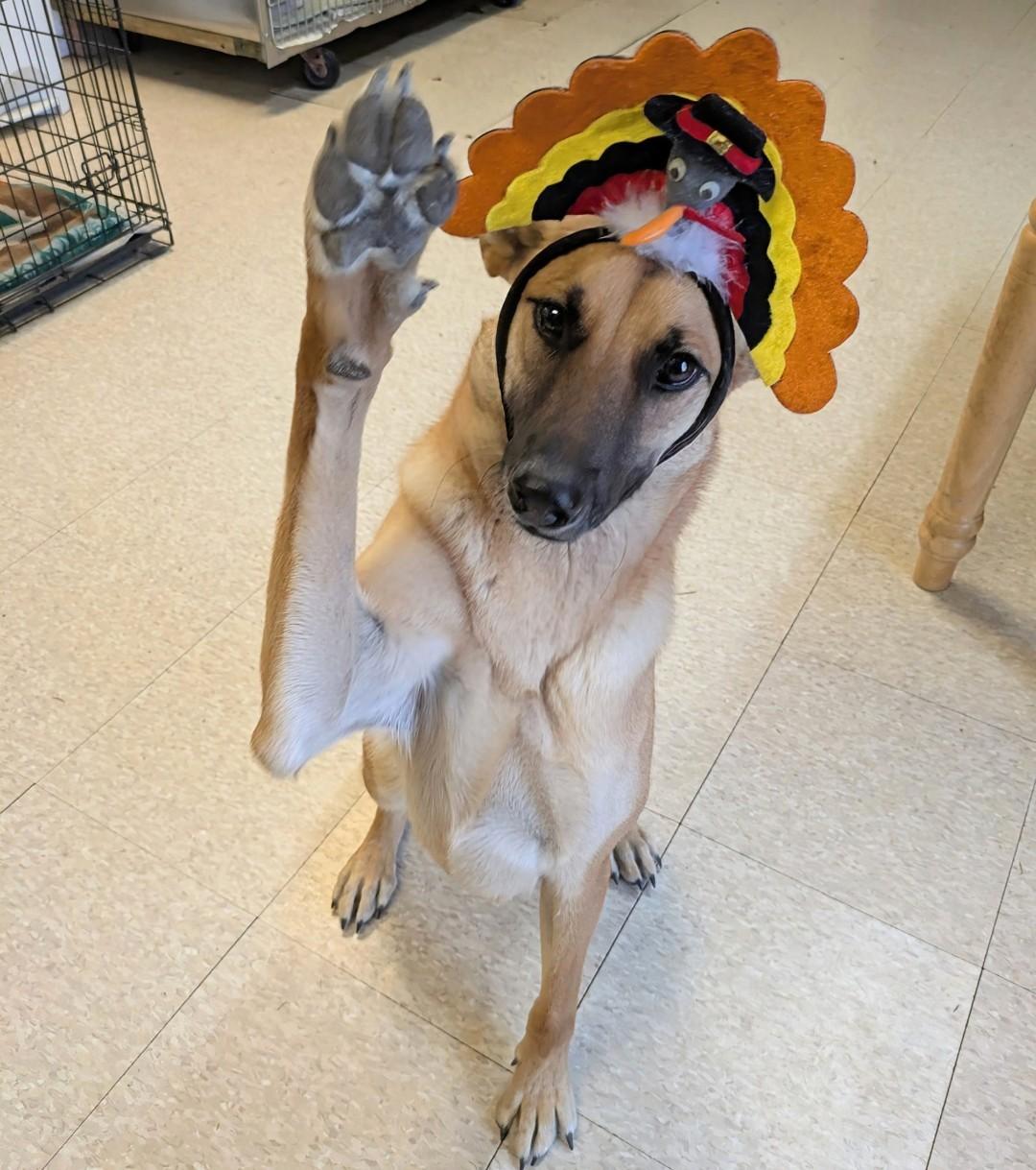 Enlarge Princess, a Adoptable mixed breed in Fair Oaks Ranch, TX image 2/5