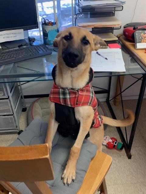 Princess, a Adoptable mixed breed in Fair Oaks Ranch, TX image 5/5