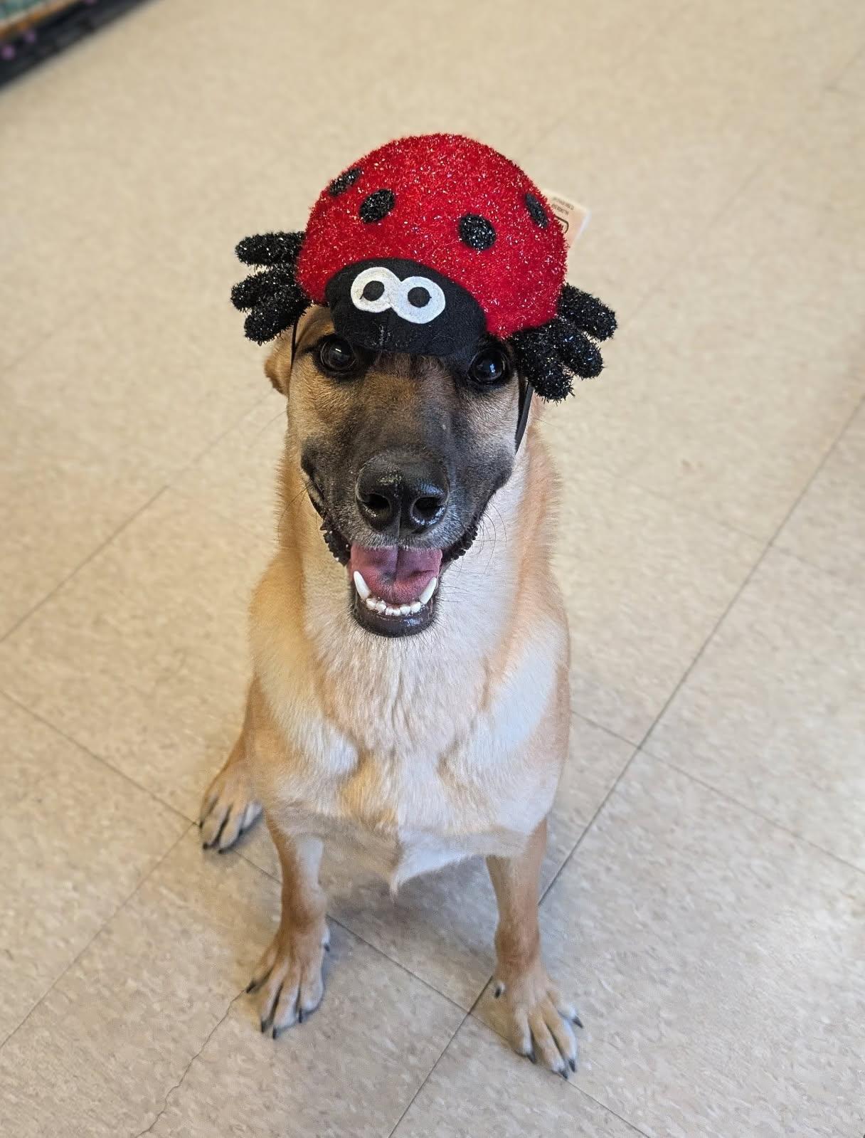 Princess, a Adoptable mixed breed in Fair Oaks Ranch, TX image 2/5