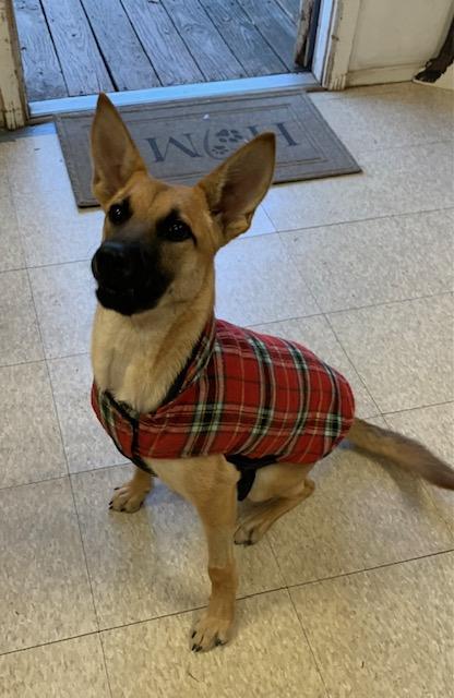 Princess, a Adoptable mixed breed in Fair Oaks Ranch, TX image 3/5