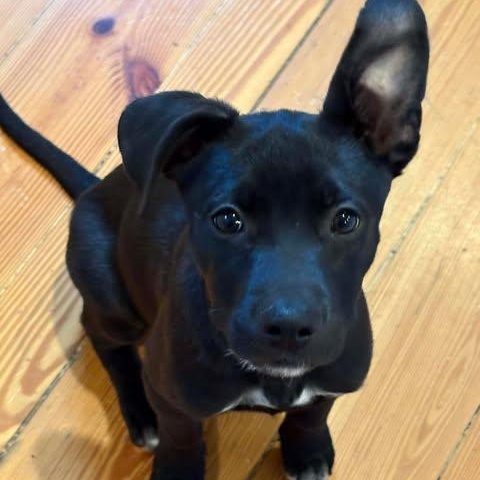 Poppy, Adoptable, Puppy Female Mixed Breed.
