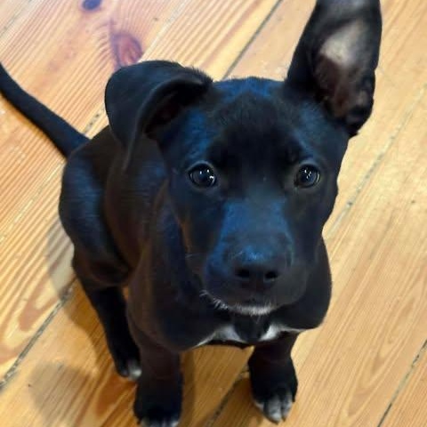 Poppy, an adopted Mixed Breed in Wando, SC image 2/3