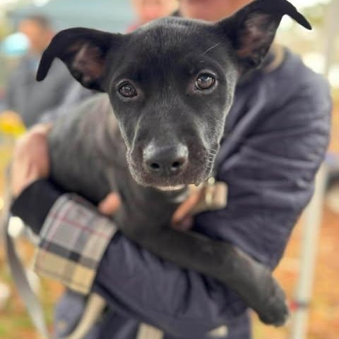 Poppy, an adopted Mixed Breed in Wando, SC image 3/3