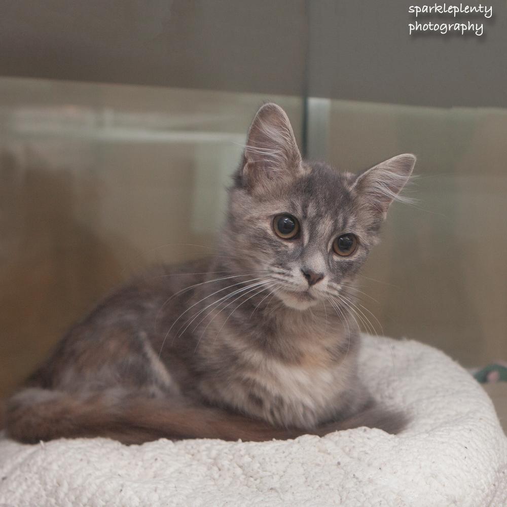 Enlarge Thelma, a Adopted Domestic Medium Hair in Ridgefield, CT image 2/3