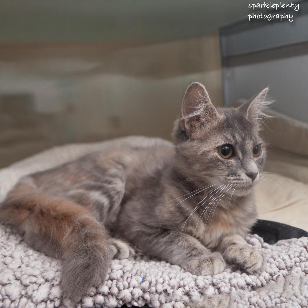 Enlarge Thelma, a Adopted Domestic Medium Hair in Ridgefield, CT image 3/3